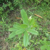 Clitoria laurifolia Poir.